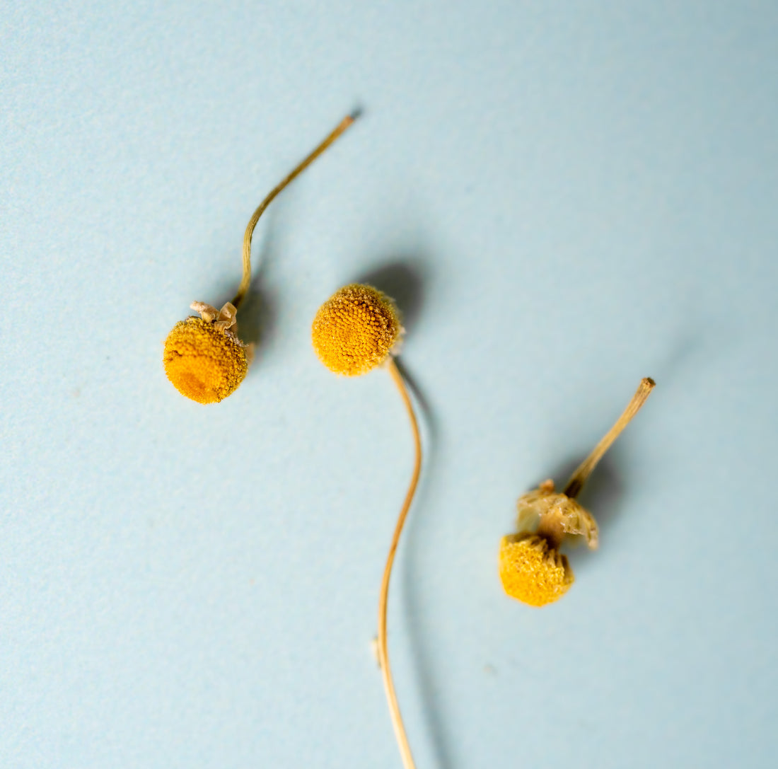 Himalayan Chamomile