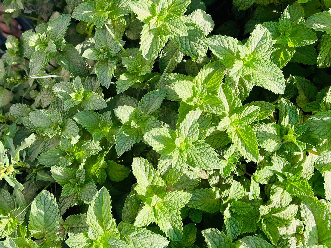 Single Origin Story: Hari River Mint
