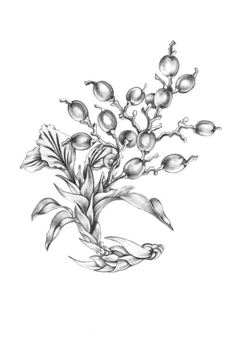 SINGLE ORIGIN STORY: Cloud Forest Cardamom