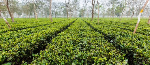 A Sourcing Story: Meet Our New Teas